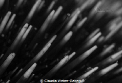 needles and pins - seaurchin macro by Claudia Weber-Gebert 